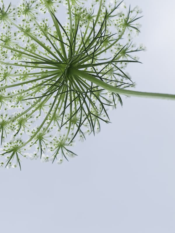 Underside of Queen Annes lace (botanical name Daucus carota), a weed also known as wild carrot, birds nest, and bishops lace, common in the American Midwest and elsewhere